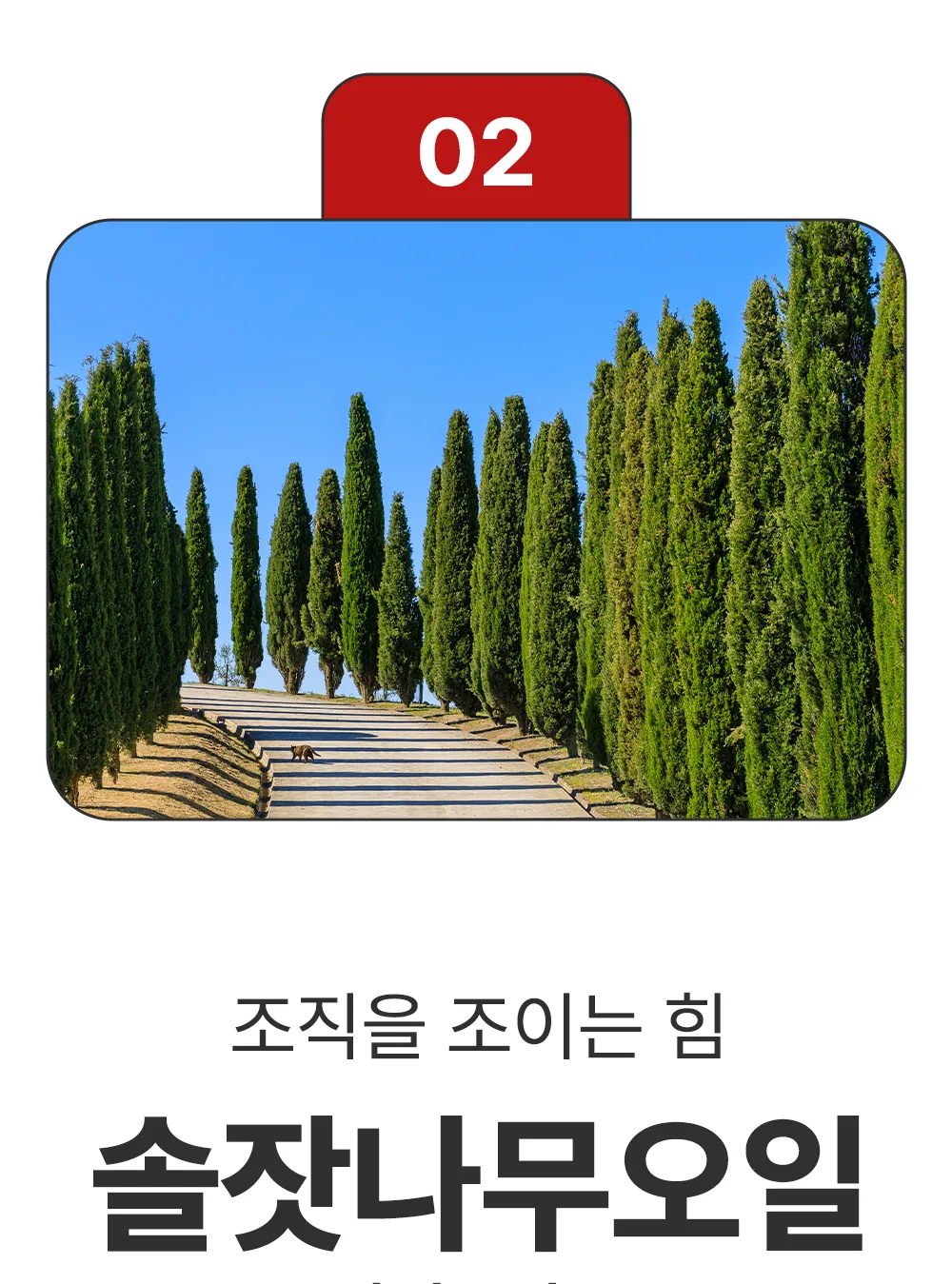 리포엘라 상세 2-10