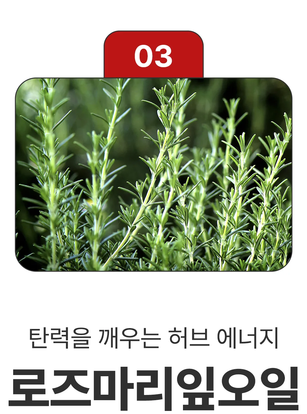 리포엘라 상세 2-13