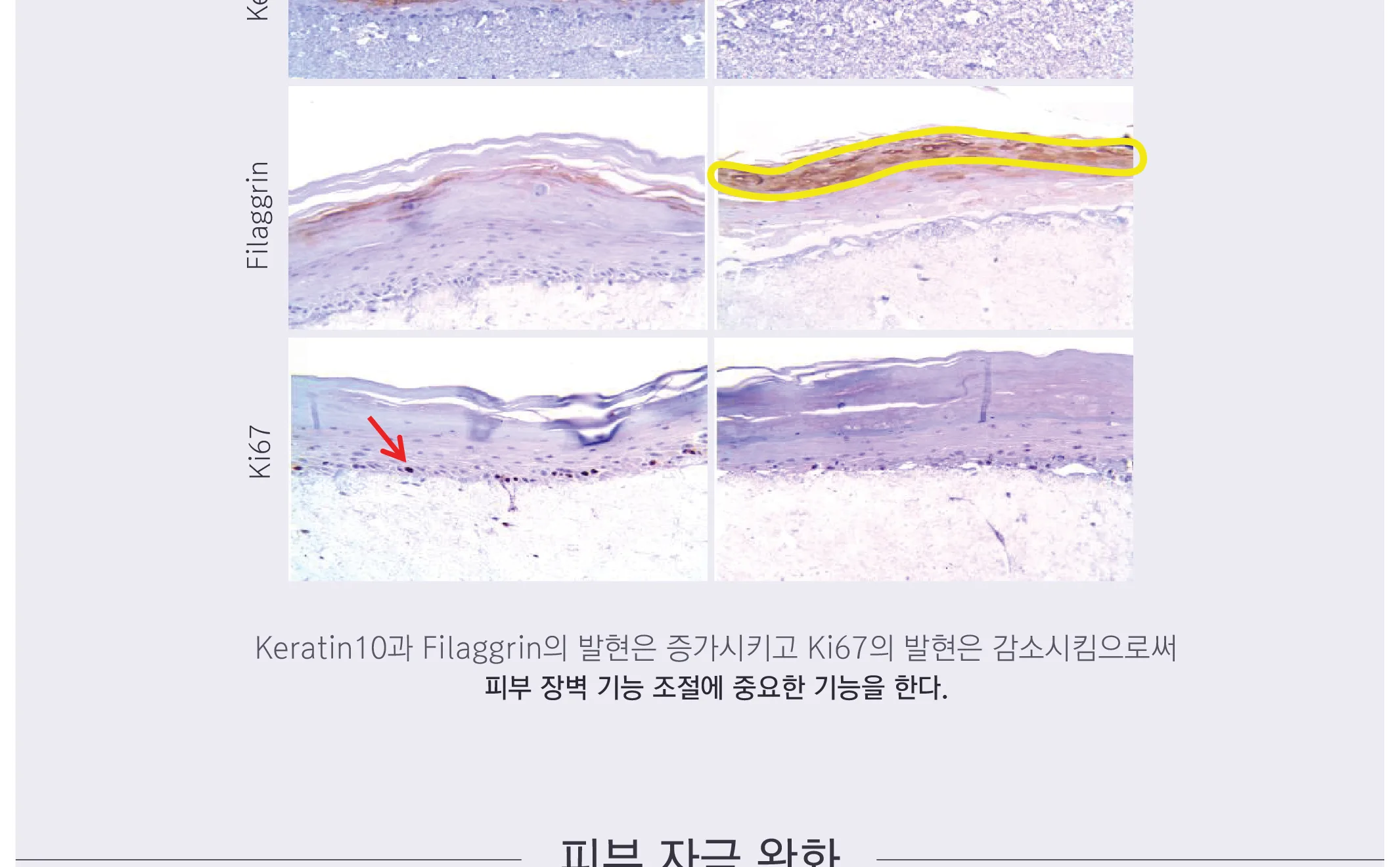 스킨볼릭 트리니티 카밍 앰플 2ml x 30pcs 상세페이지 9